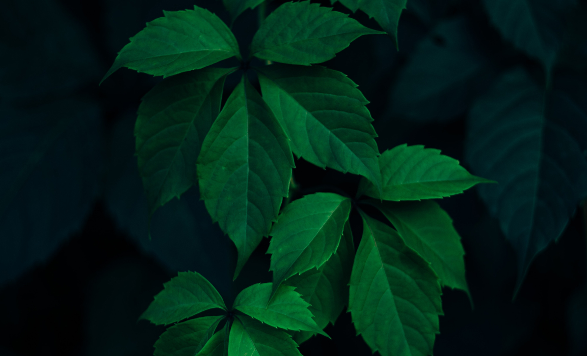 Une image de plante